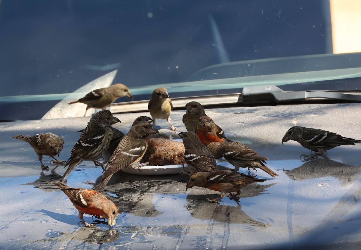 Hispaniolan Crossbill - ML633216363