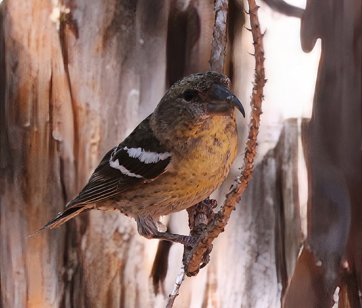 Hispaniolan Crossbill - ML633216364