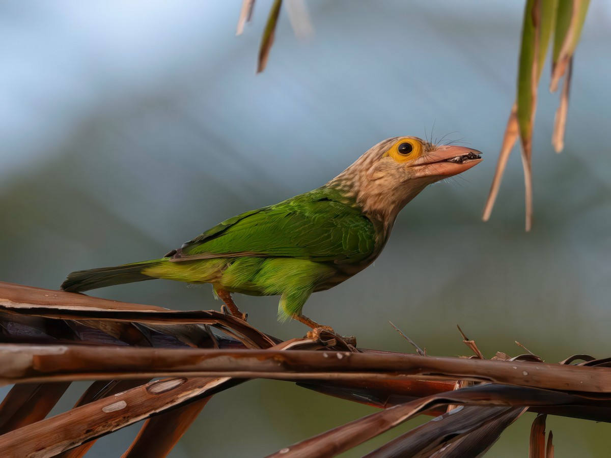 Lineated Barbet - ML633216554