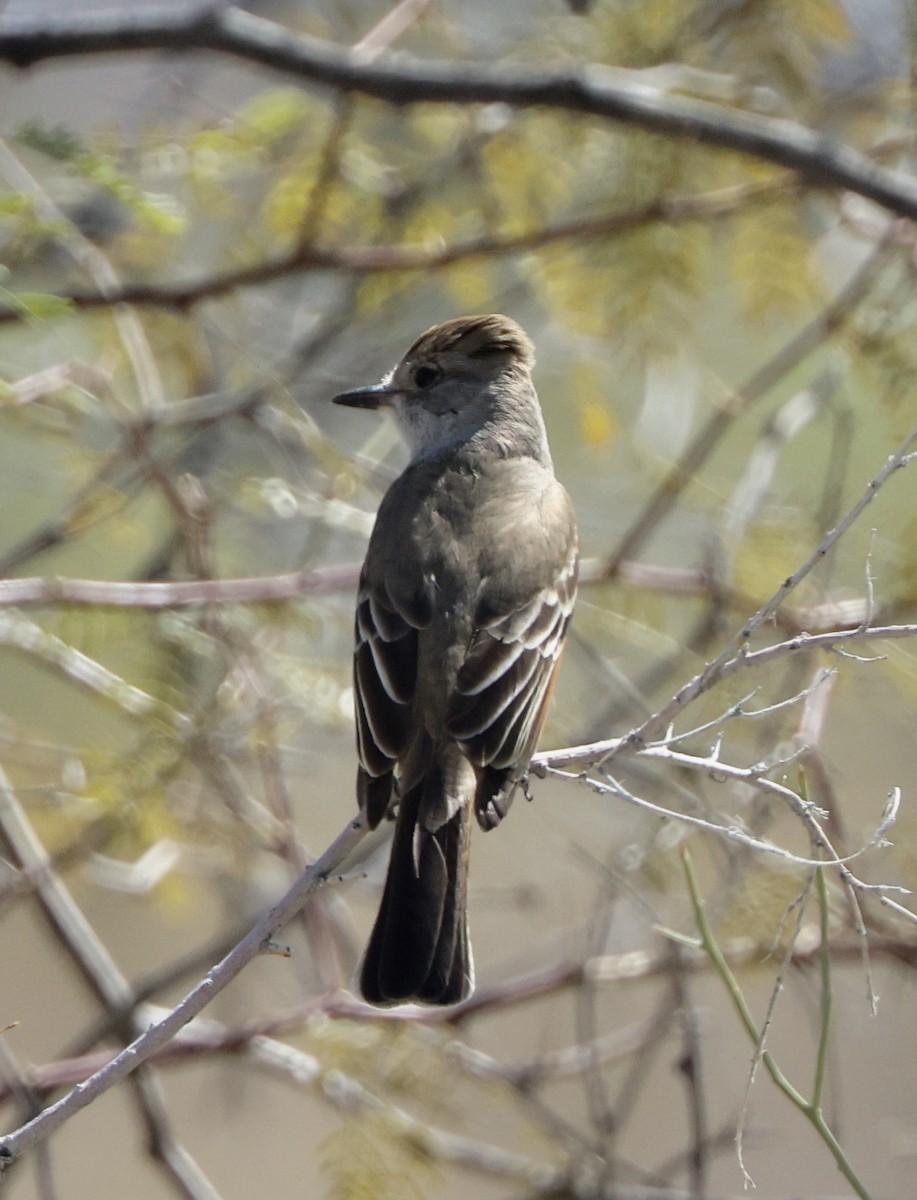 Ash-throated Flycatcher - ML633216598