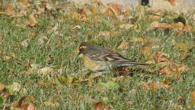 Varied Thrush - ML633216877