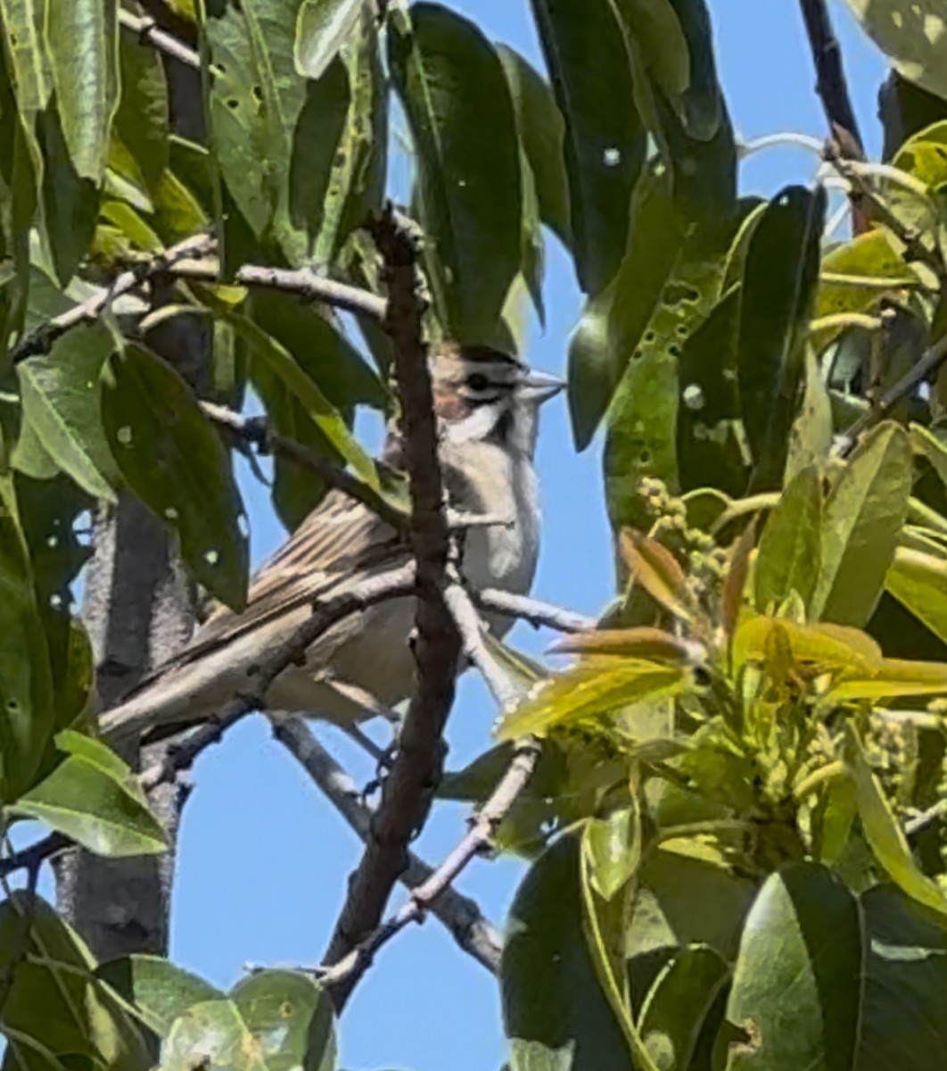 Lark Sparrow - ML633216880