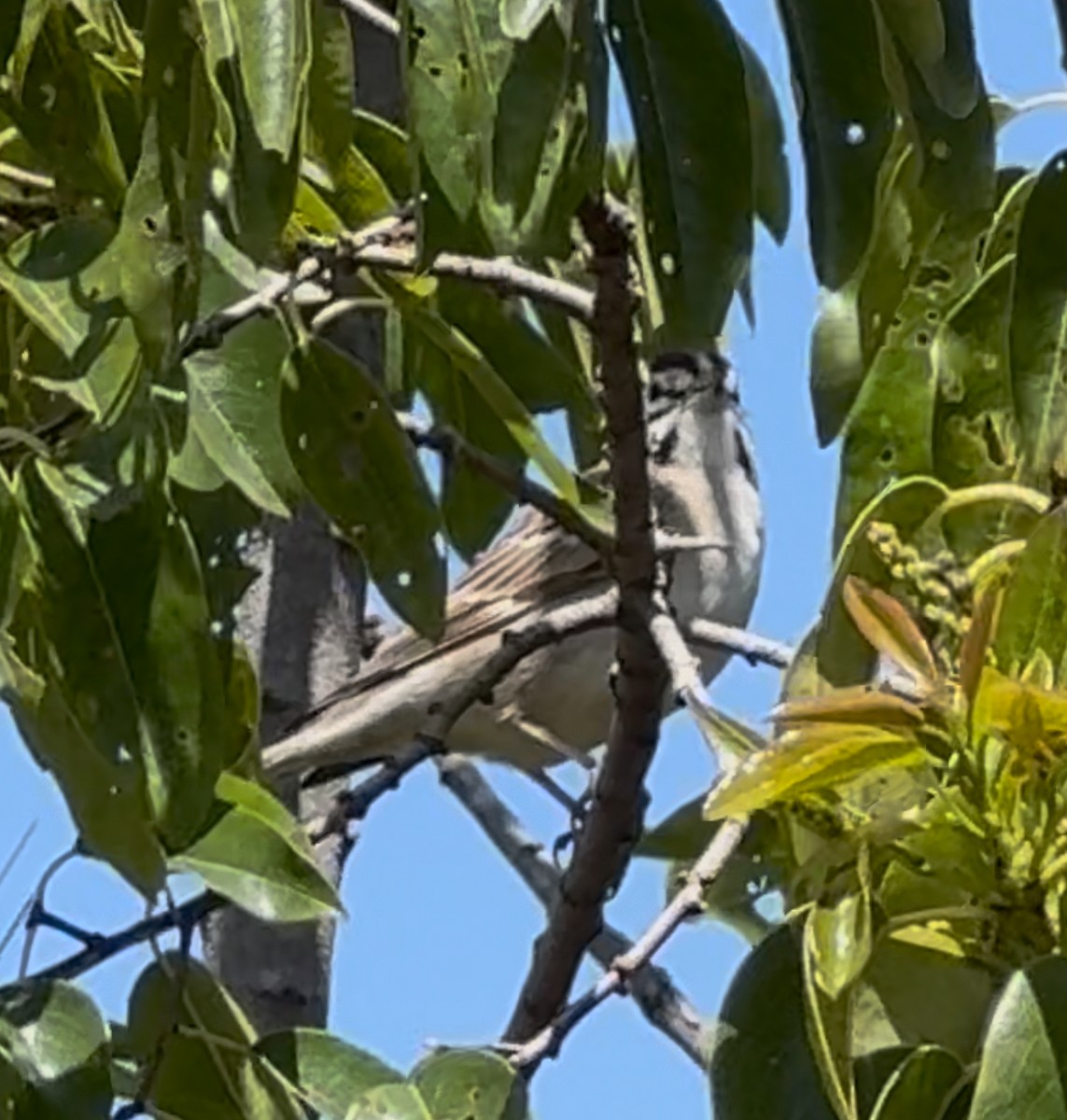Lark Sparrow - ML633216881