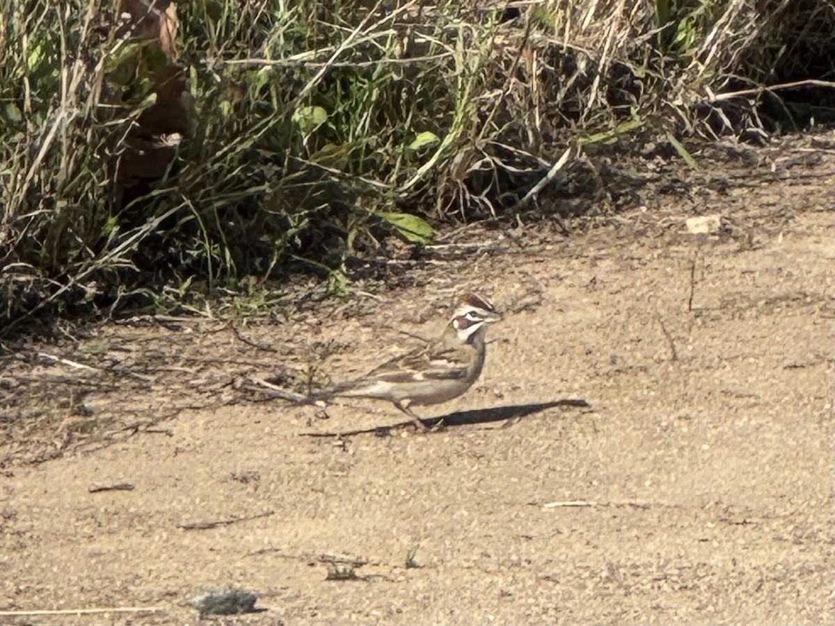Lark Sparrow - ML633216882
