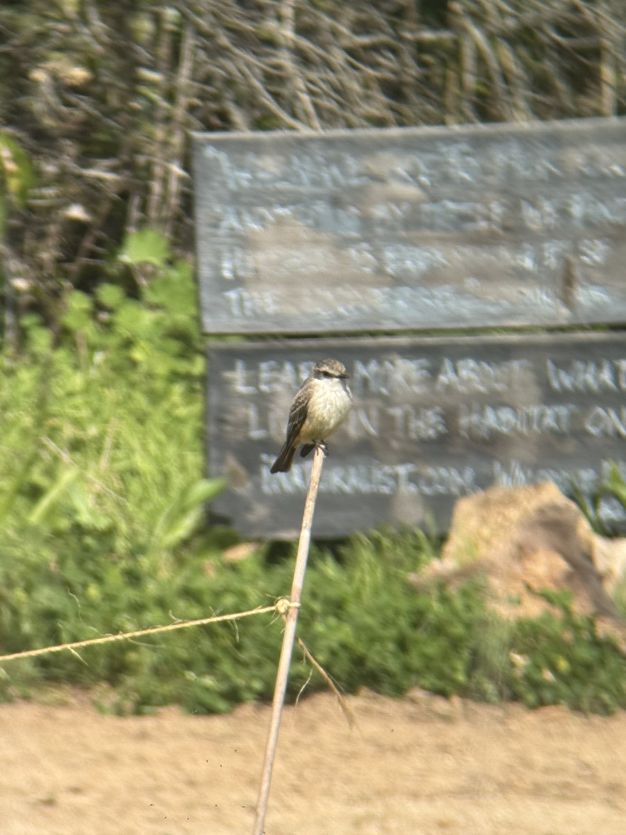 Vermilion Flycatcher - ML633216925