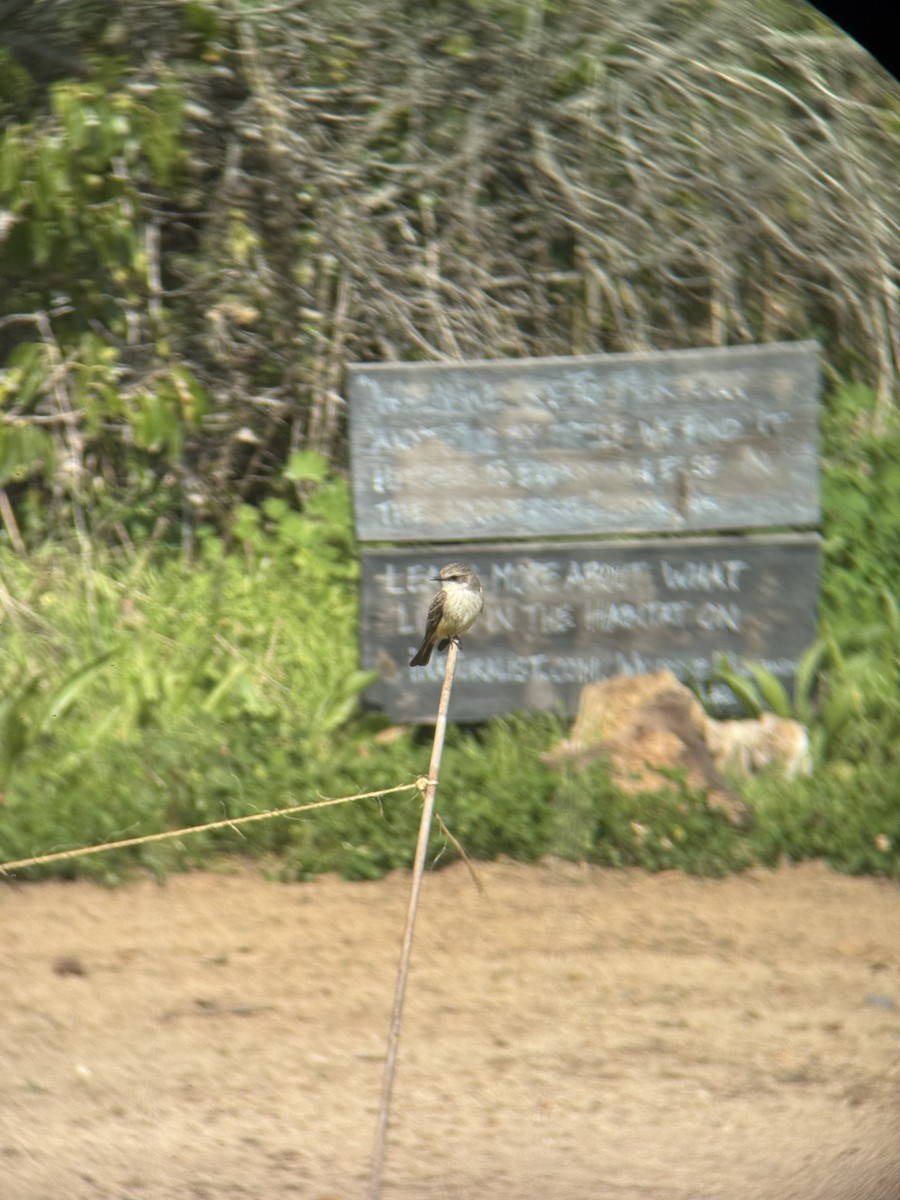 Vermilion Flycatcher - ML633216926