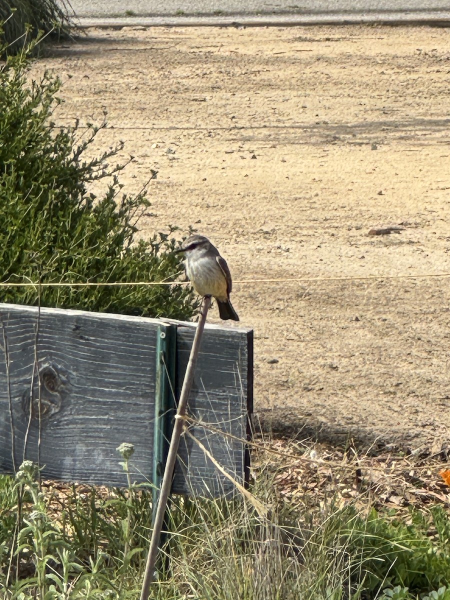 Vermilion Flycatcher - ML633216927