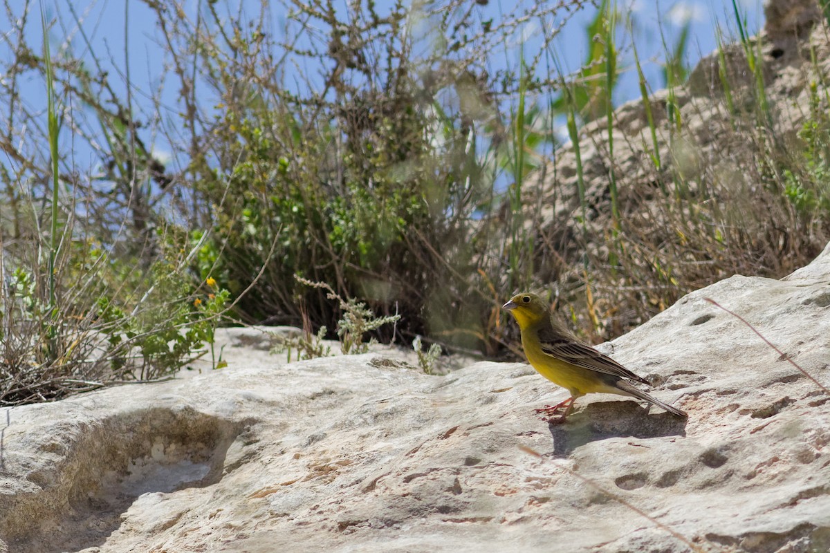 Cinereous Bunting (Yellow-bellied) - ML633216962