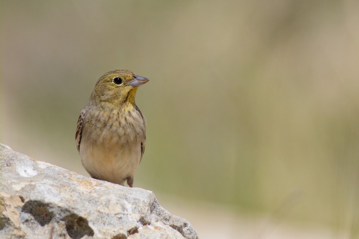 Cinereous Bunting - ML633216967