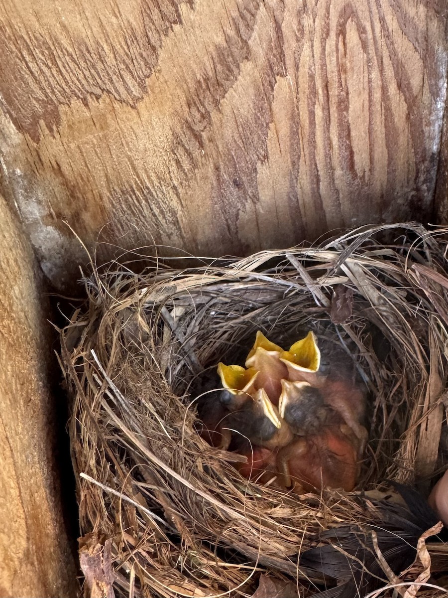 Western Bluebird - ML633216978
