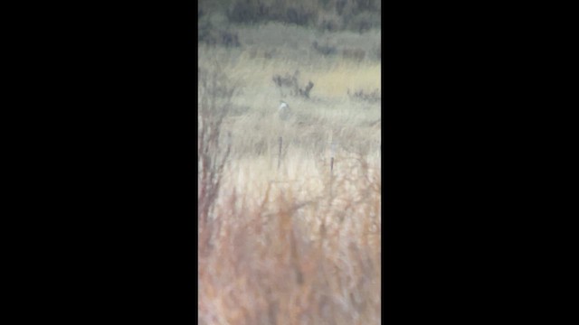 Gunnison Sage-Grouse - ML633217027