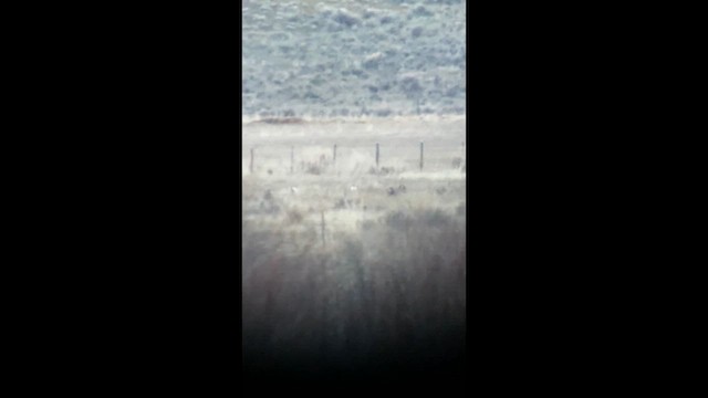 Gunnison Sage-Grouse - ML633217029