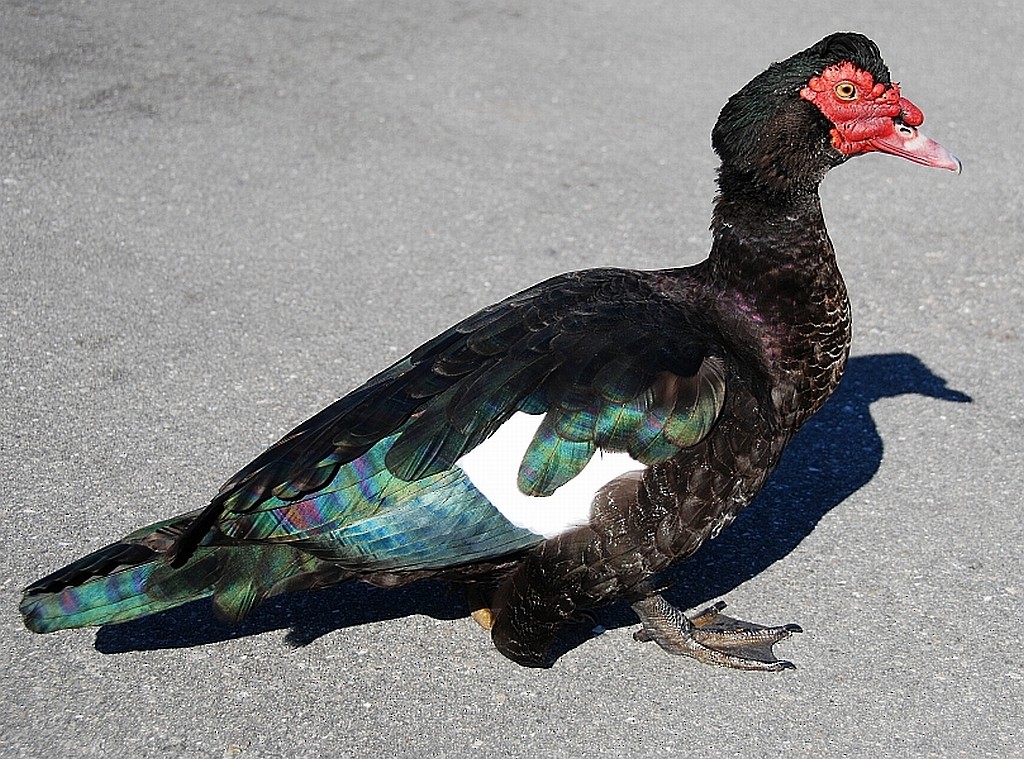 Muscovy Duck (Domestic type) - ML633217118