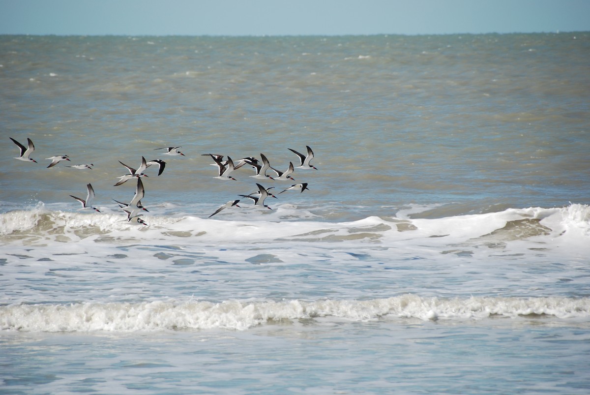 Black Skimmer - ML633217130