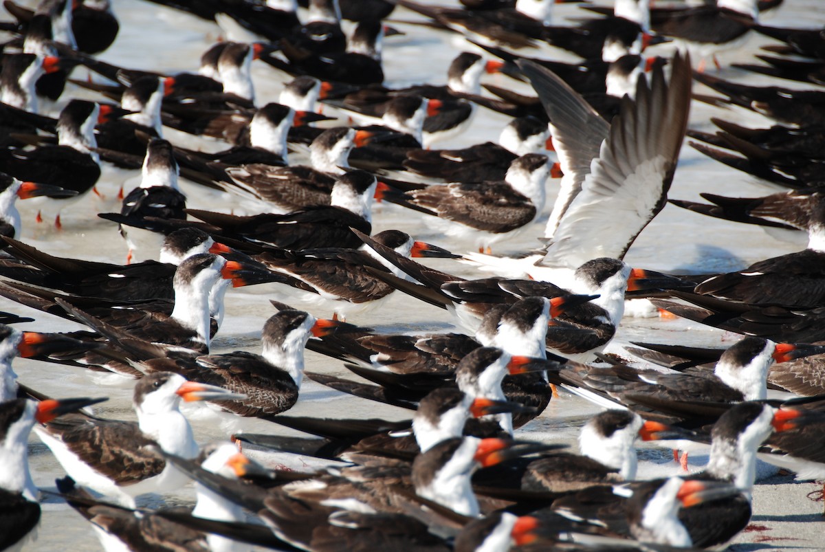 Black Skimmer - ML633217131