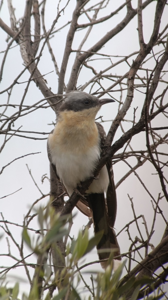 Great Spotted Cuckoo - ML633217211