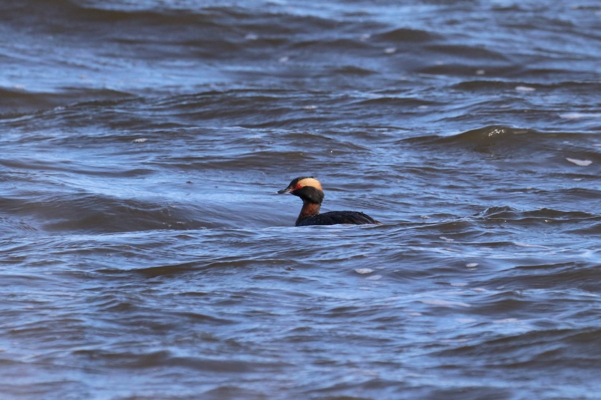 Пірникоза червоношия - ML633217219