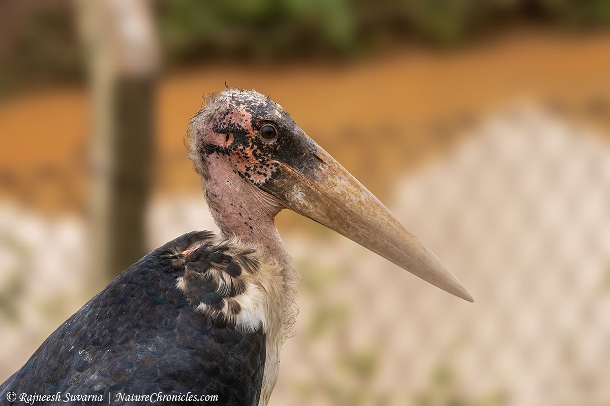 Marabou Stork - Rajneesh Suvarna