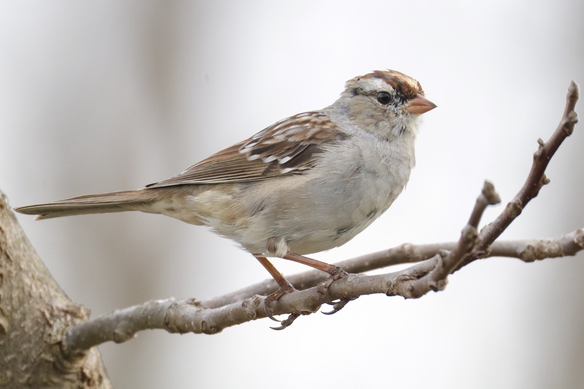 White-crowned Sparrow - ML633217806
