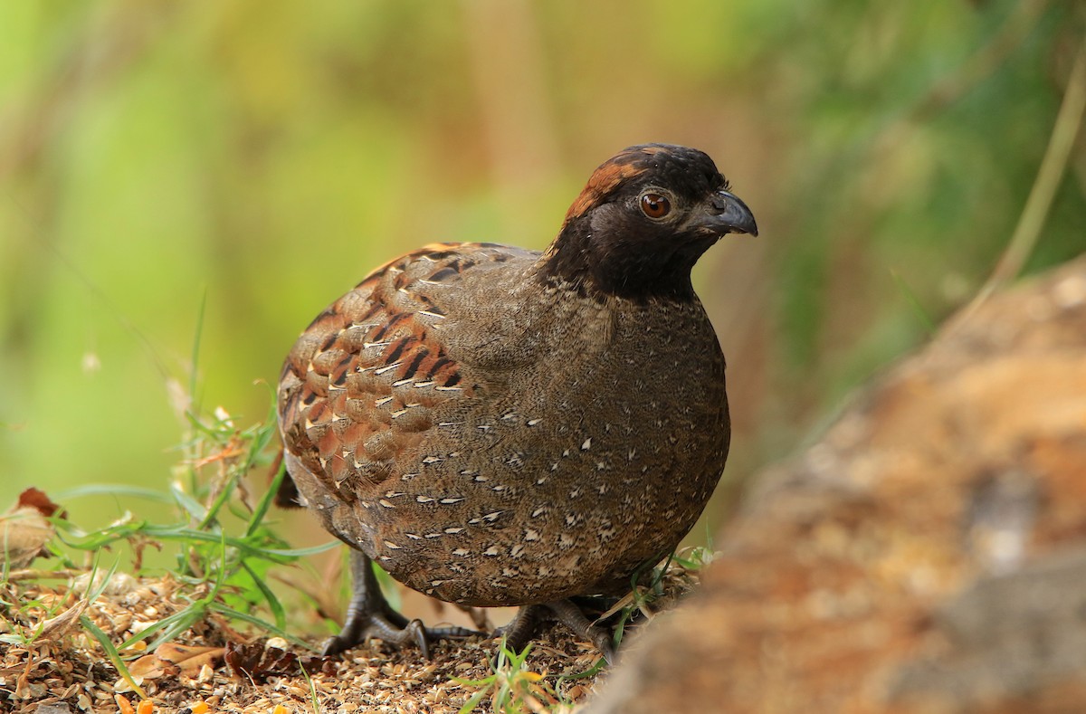 Black-fronted Wood-Quail - ML633217832