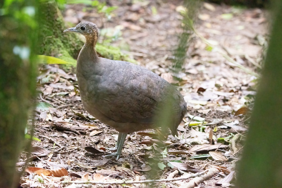 Solitary Tinamou - ML633217888