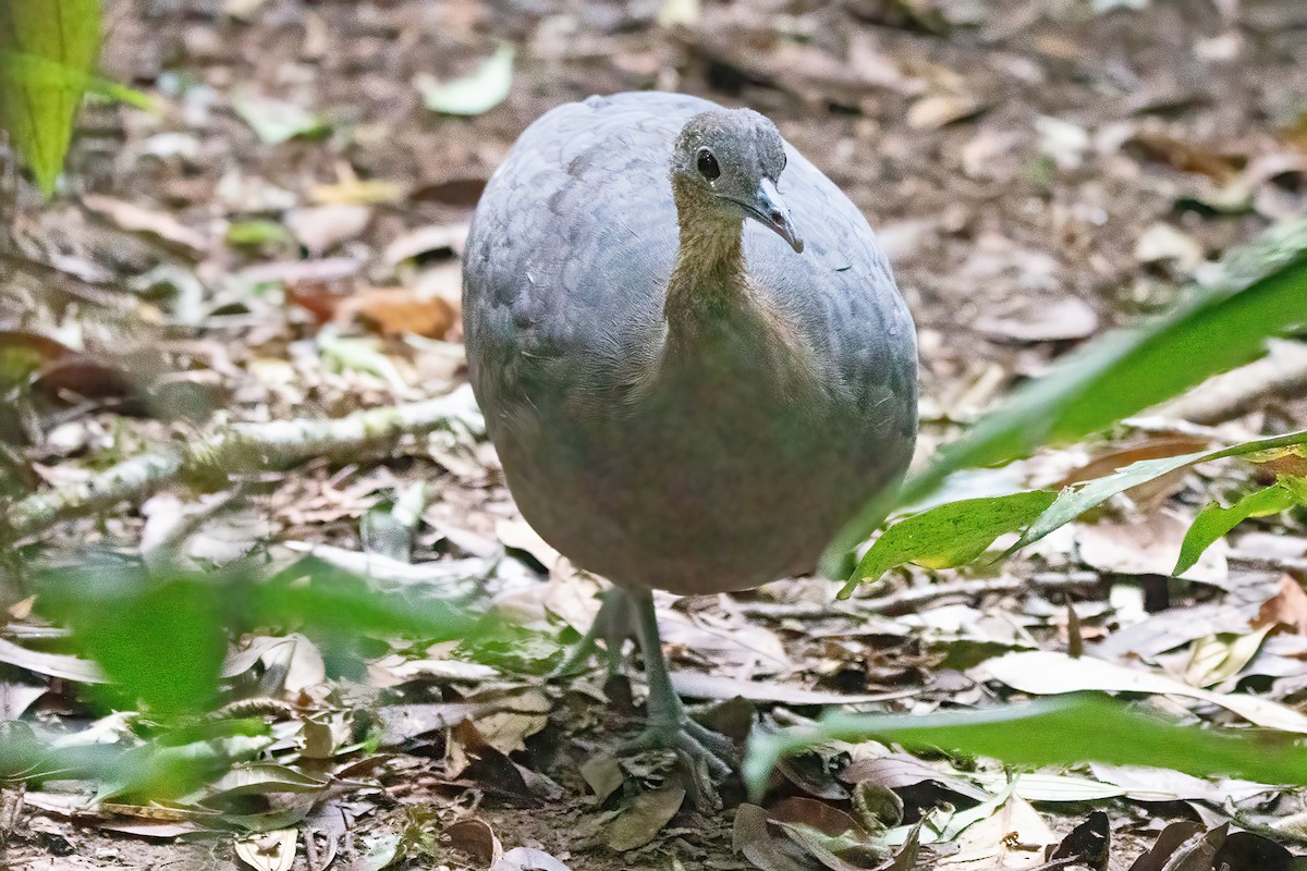 Solitary Tinamou - ML633217889