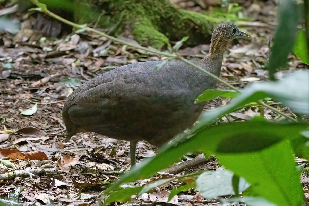 Solitary Tinamou - ML633217890