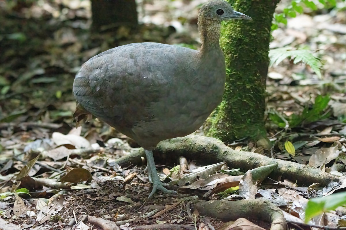Solitary Tinamou - ML633217891