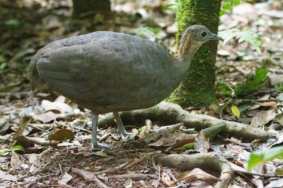 Solitary Tinamou - ML633217892