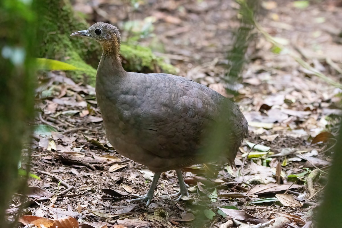 Solitary Tinamou - ML633217893