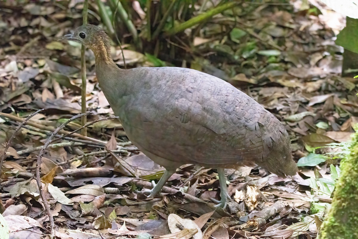 Solitary Tinamou - ML633217894
