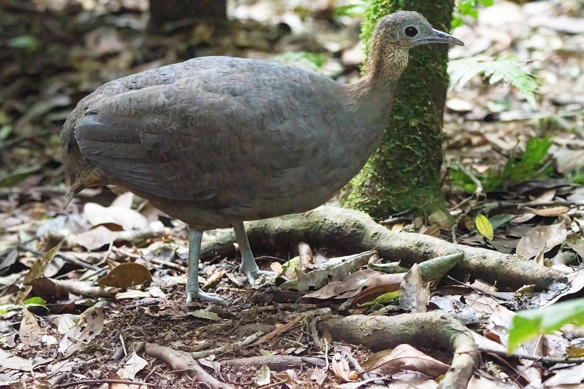 Solitary Tinamou - ML633217895