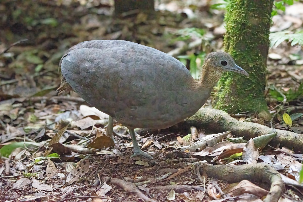 Solitary Tinamou - ML633217896