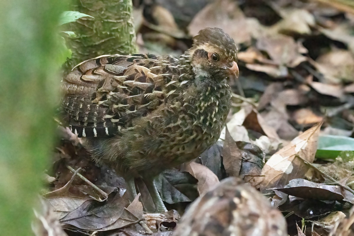 Spot-winged Wood-Quail - Allen Chartier