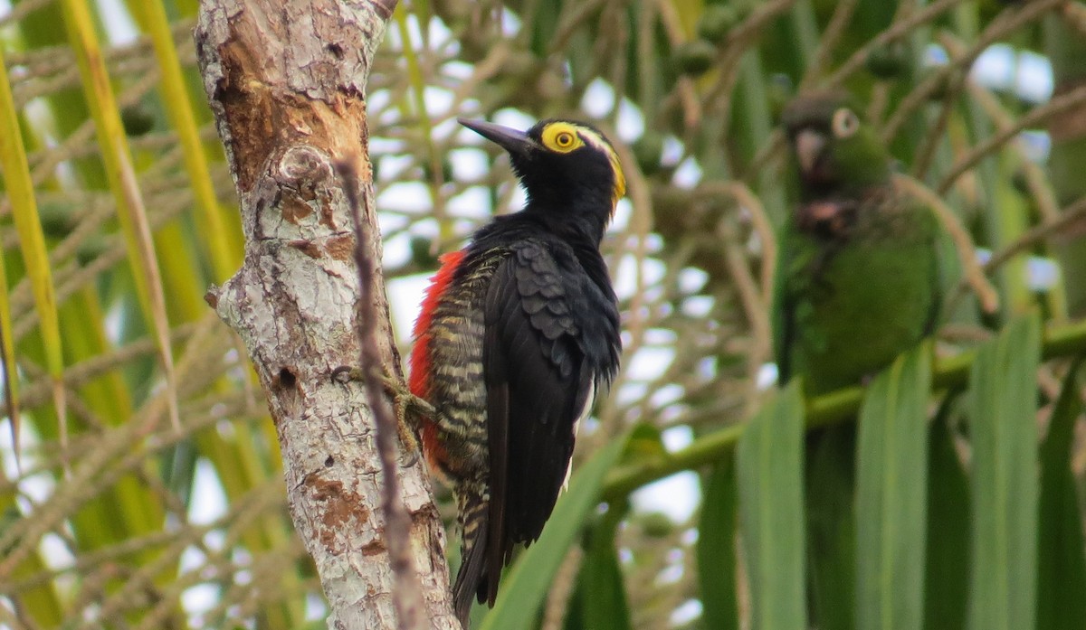 Yellow-tufted Woodpecker - ML633217995