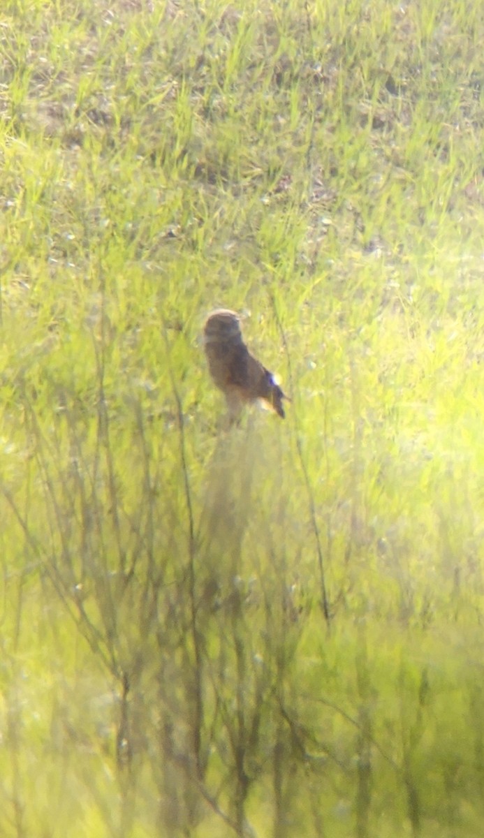 Burrowing Owl - ML633218180