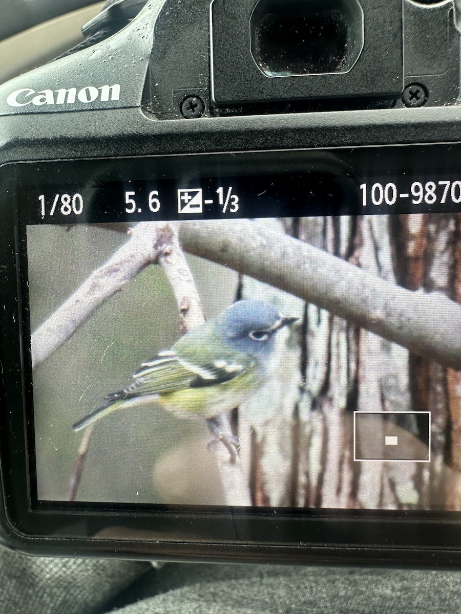 Blue-headed Vireo - ML633218189