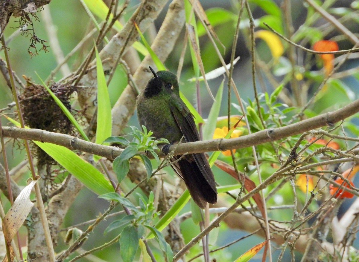 Black-backed Thornbill - ML633218297