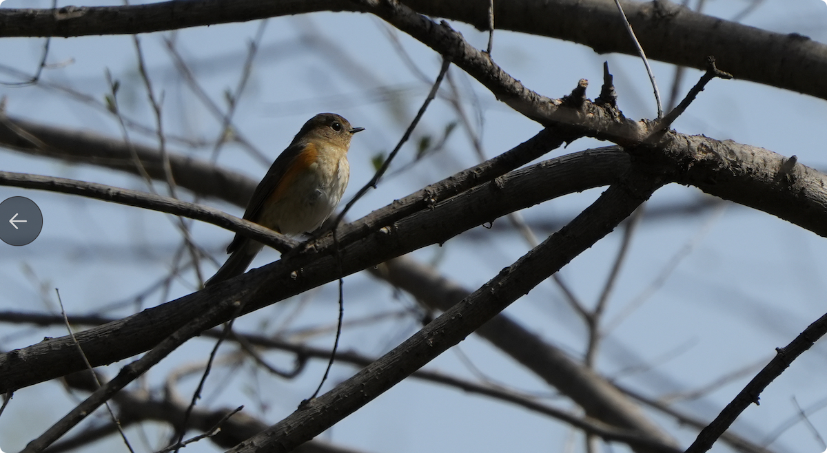Red-flanked/Qilian Bluetail - ML633218407