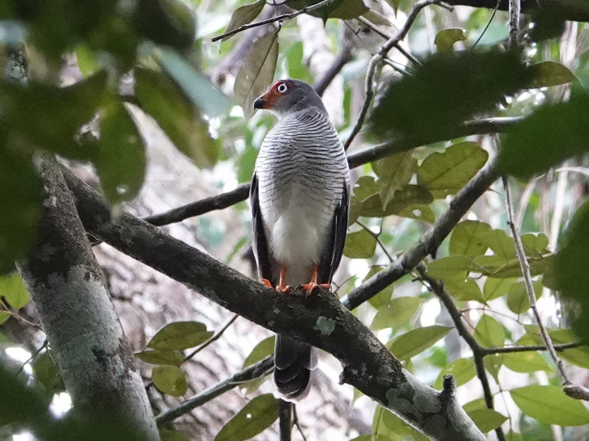 Lined Forest-Falcon - ML633218412