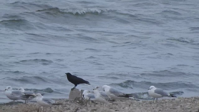 Fish Crow - ML633218512