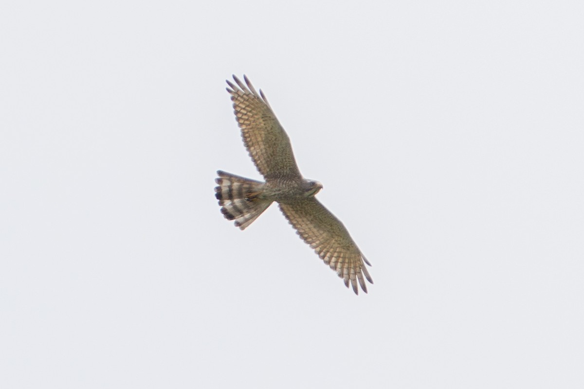 Gray-faced Buzzard - ML633218860
