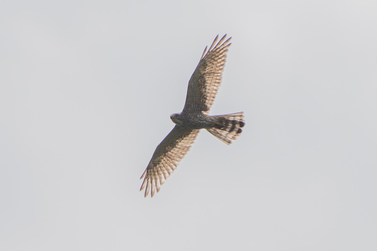 Gray-faced Buzzard - ML633218882