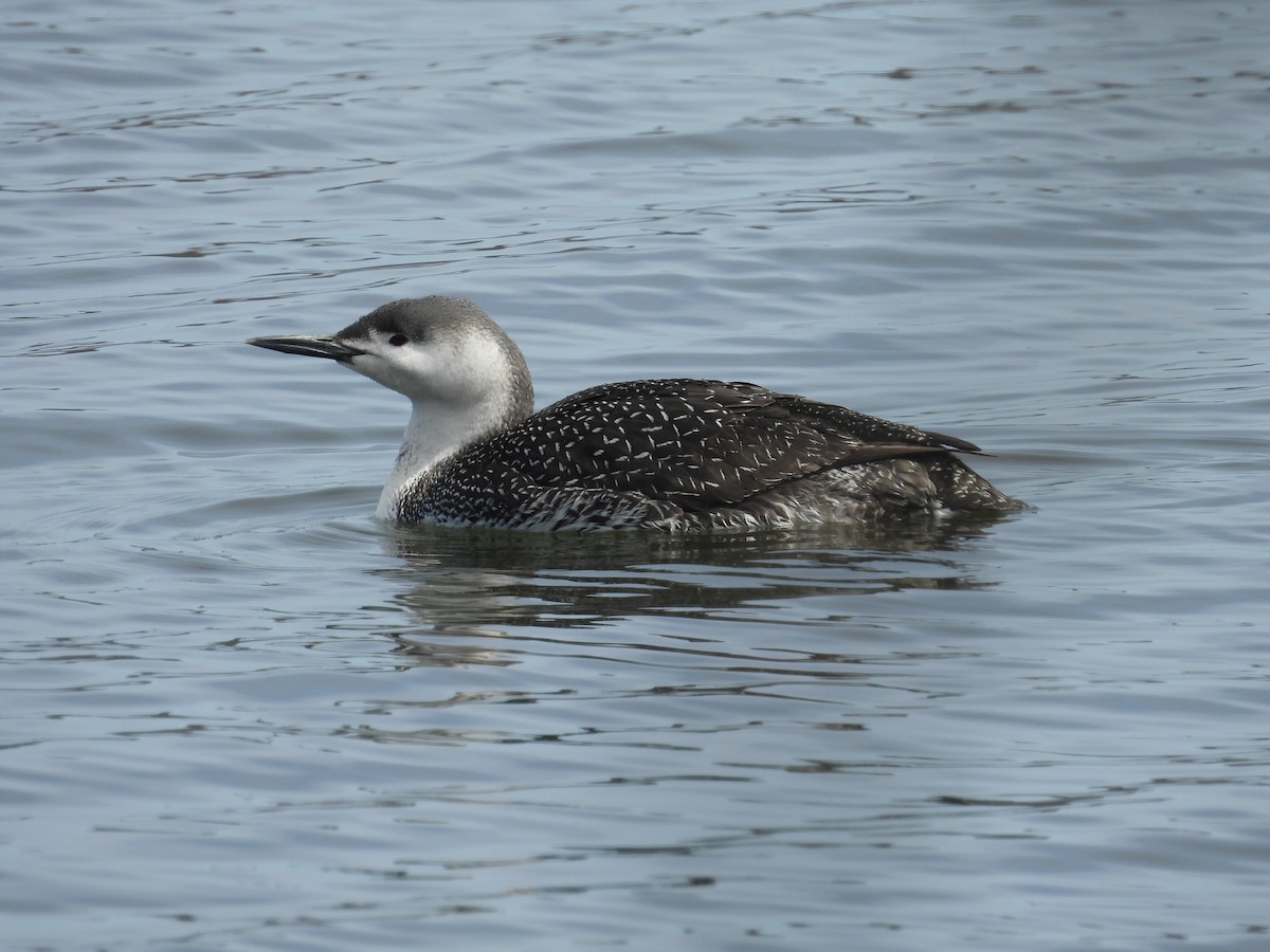 Red-throated Loon - Gary Bletsch