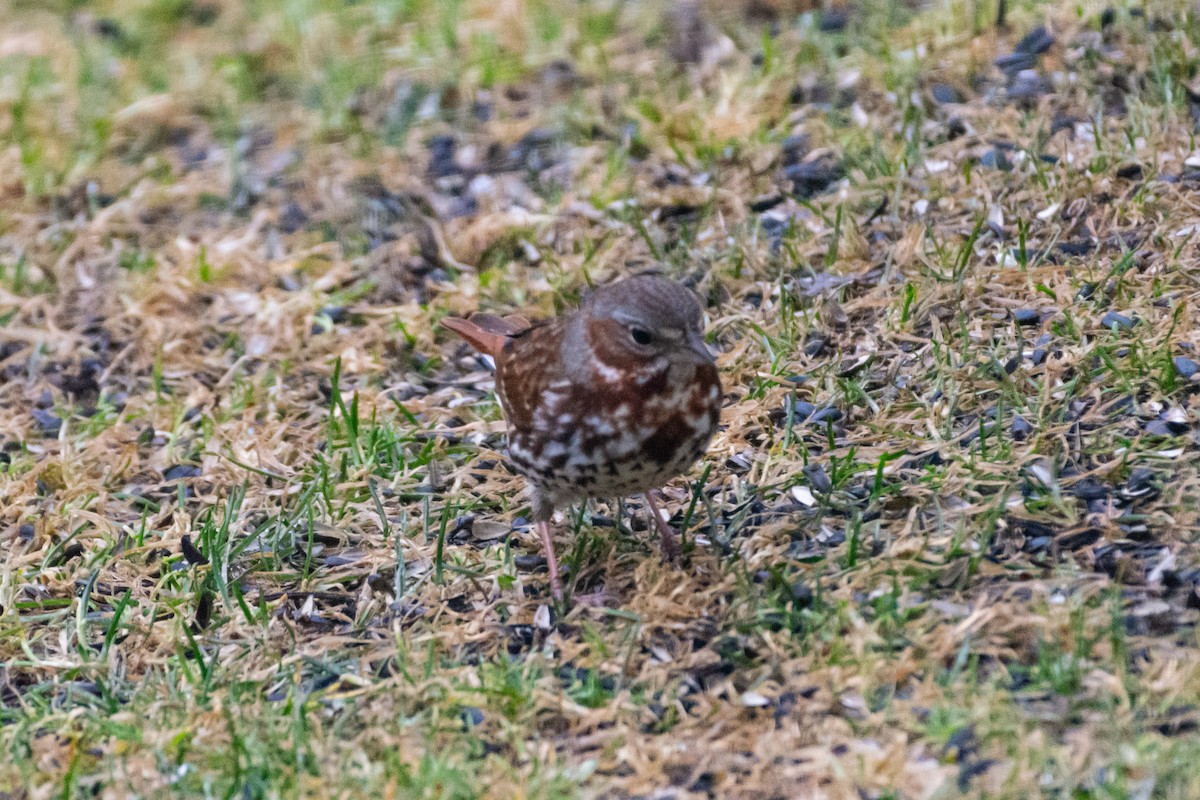 Fox Sparrow - ML633218981