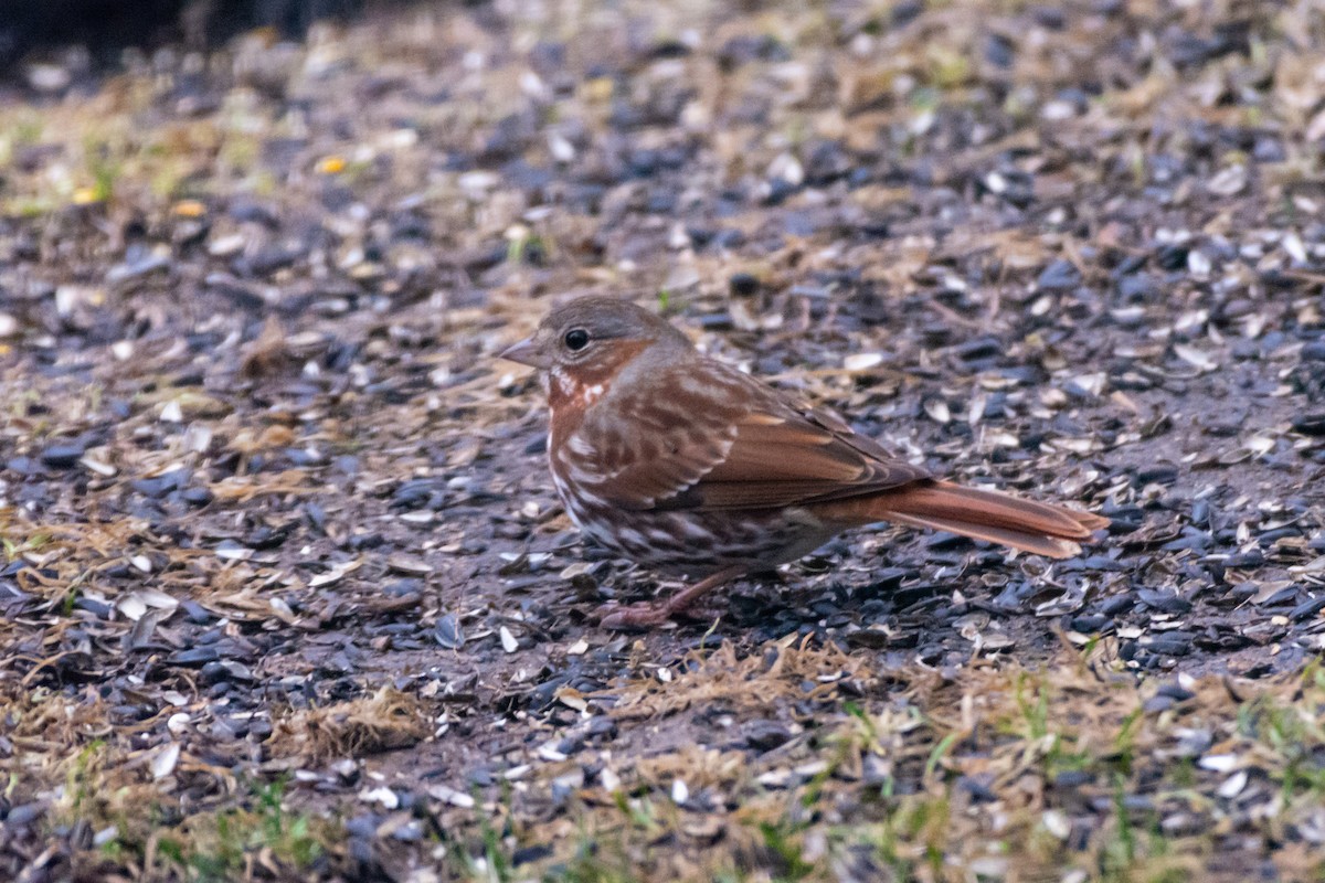 Fox Sparrow - ML633218982