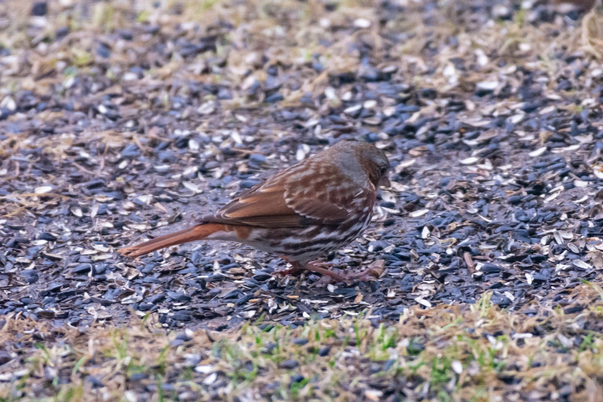 Fox Sparrow - ML633218983