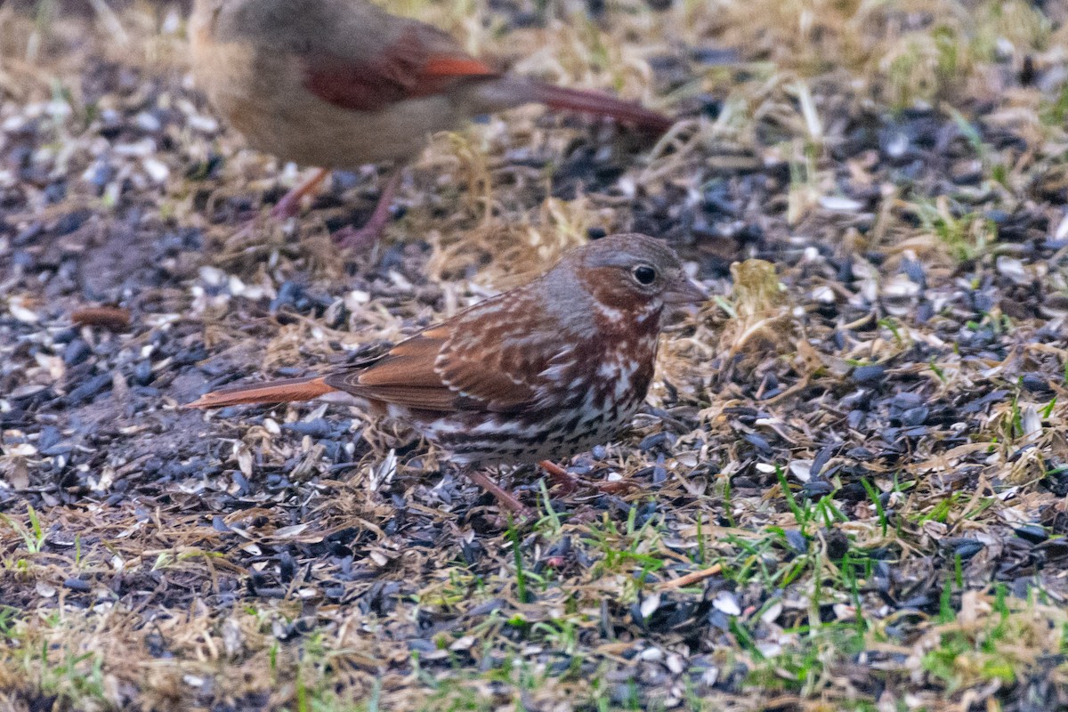 Fox Sparrow - ML633218984
