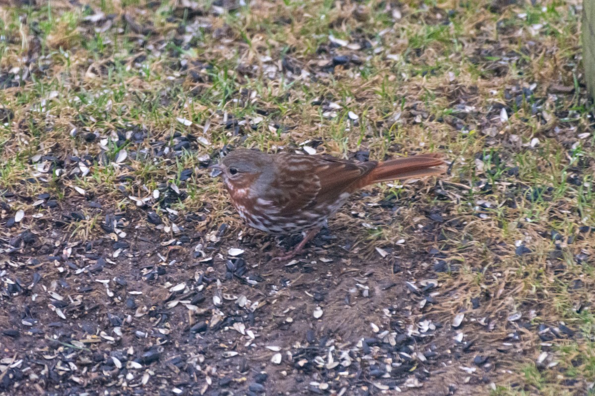 Fox Sparrow - ML633218985
