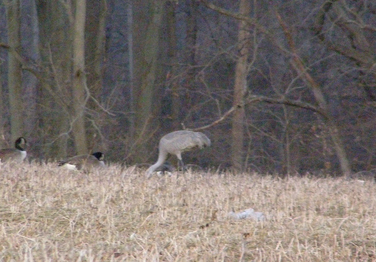 Sandhill Crane - ML63321901